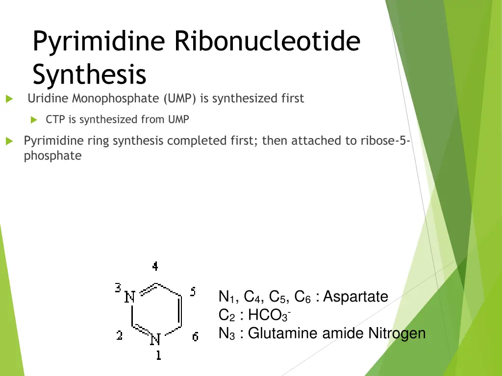 pyrimidine ribonucleotide synthesis uridine