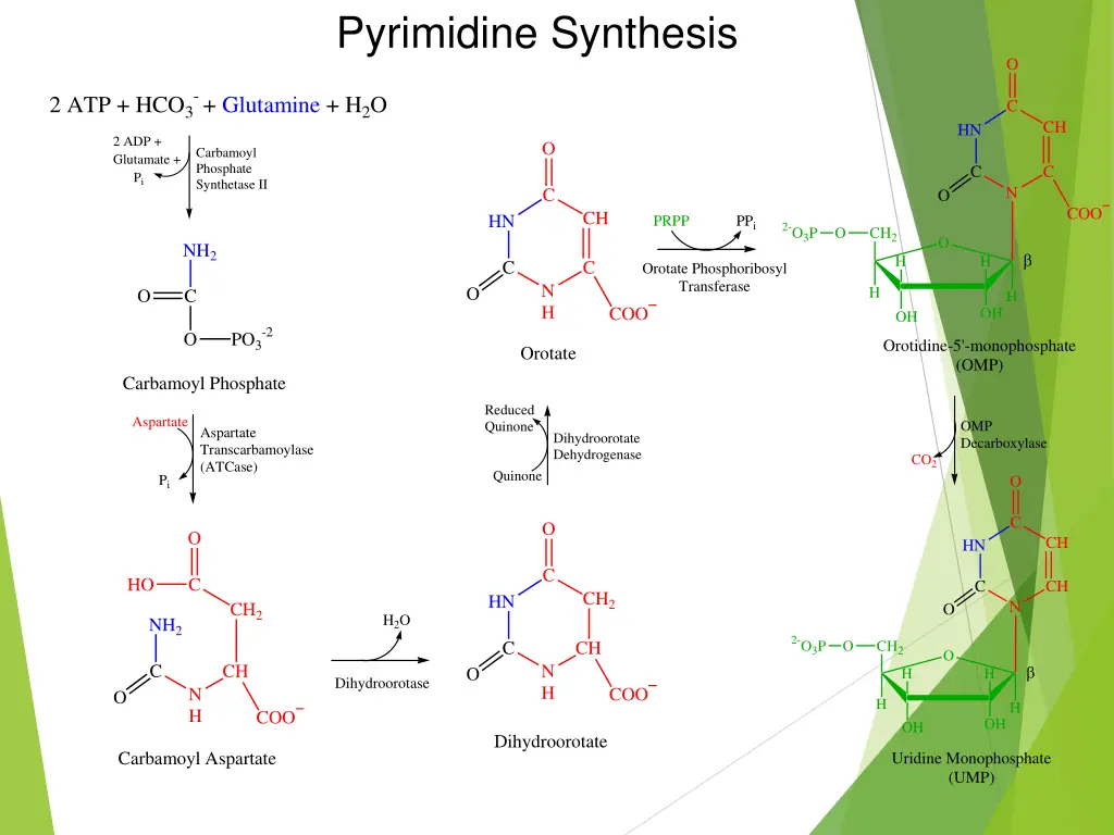 pyrimidine synthesis