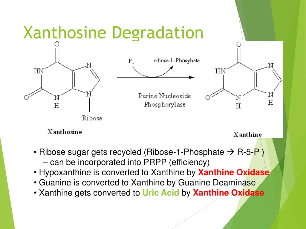 xanthosine degradation