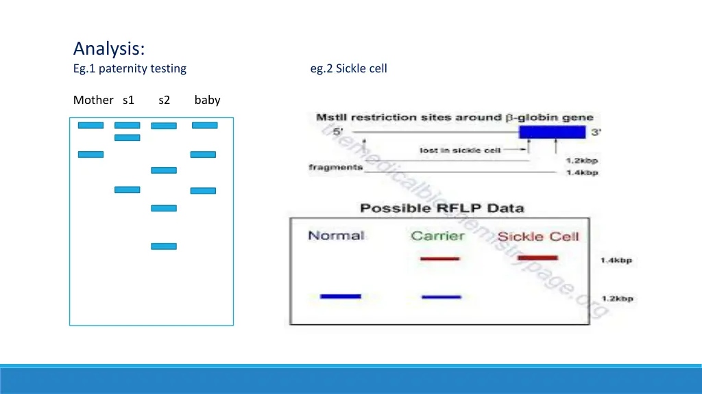 analysis eg 1 paternity testing eg 2 sickle cell