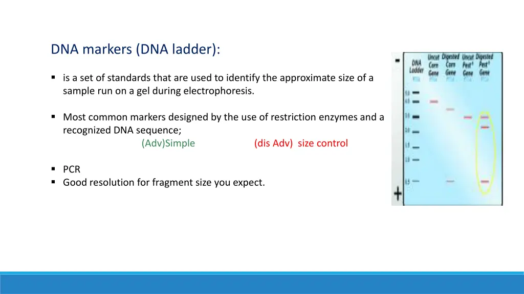 dna markers dna ladder