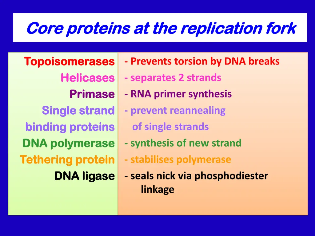 core proteins at the replication fork core