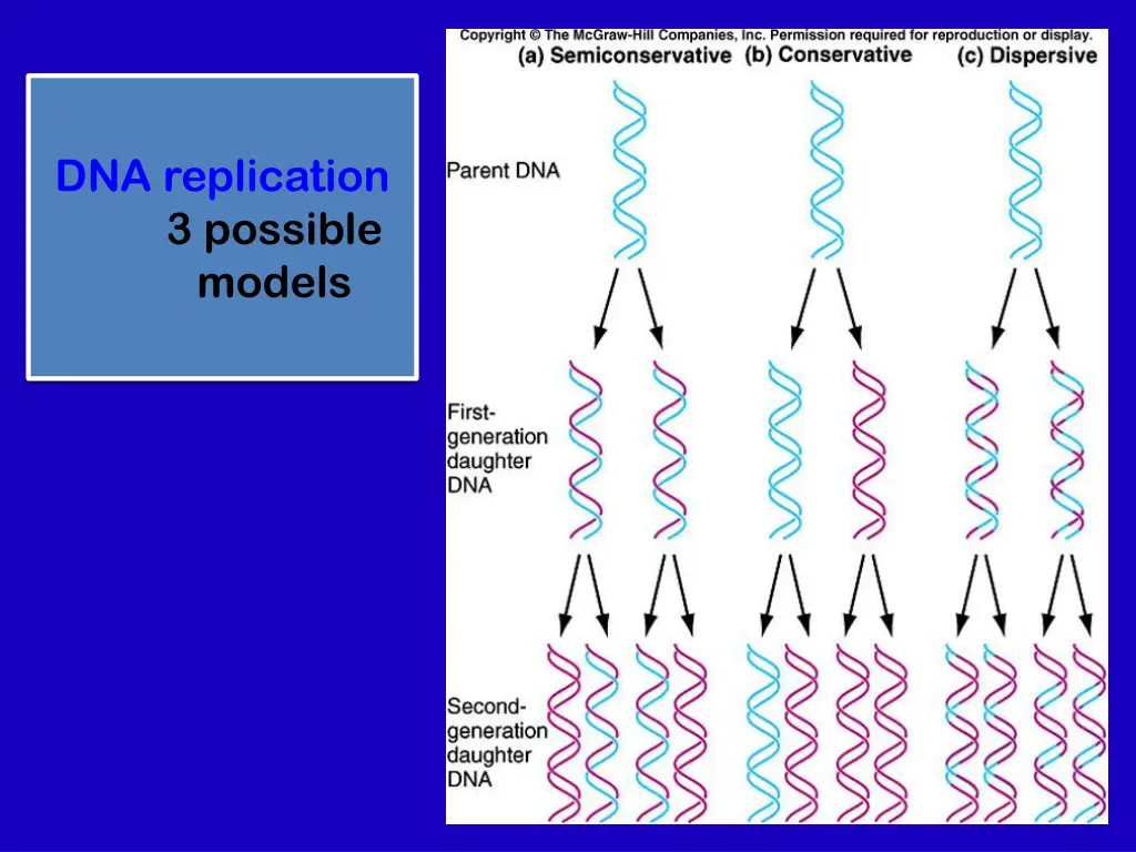 dna replication 3 possible models