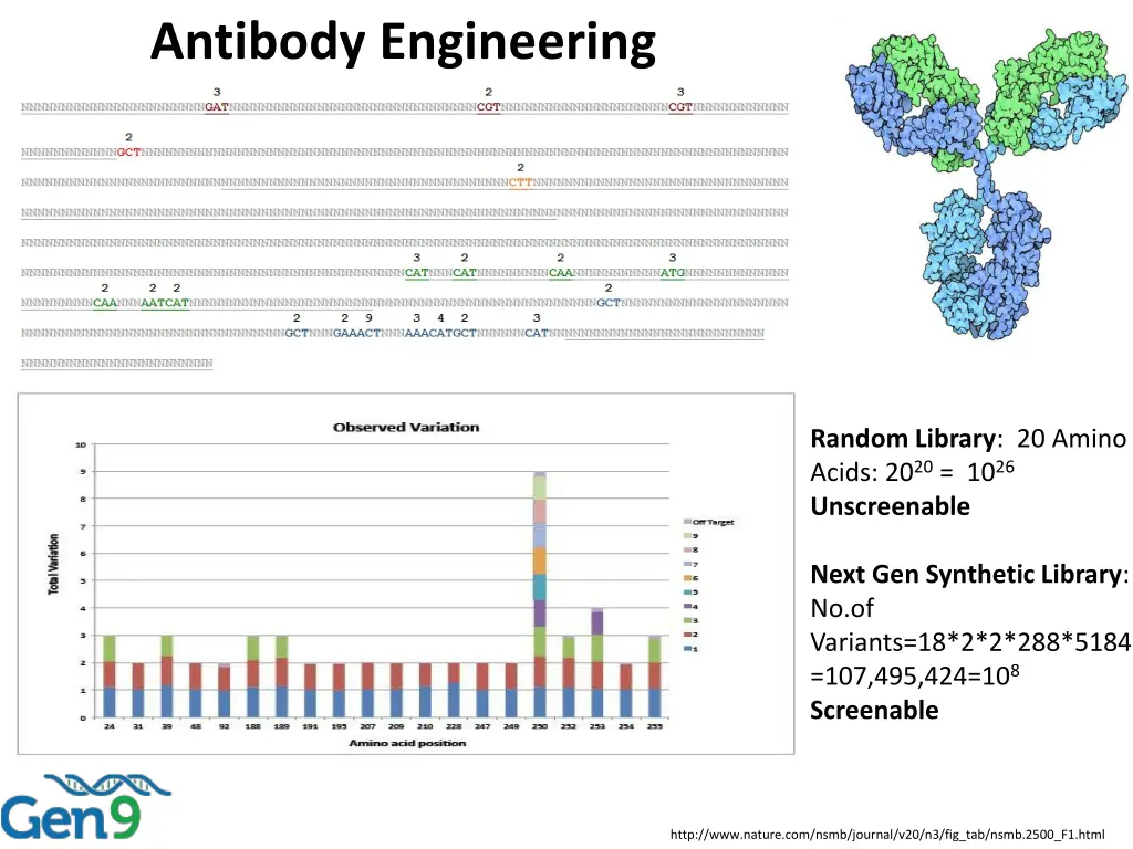 antibody engineering