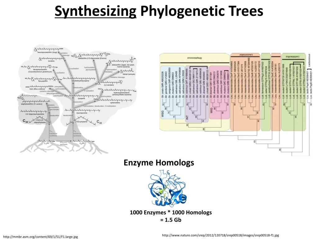 synthesizing phylogenetic trees