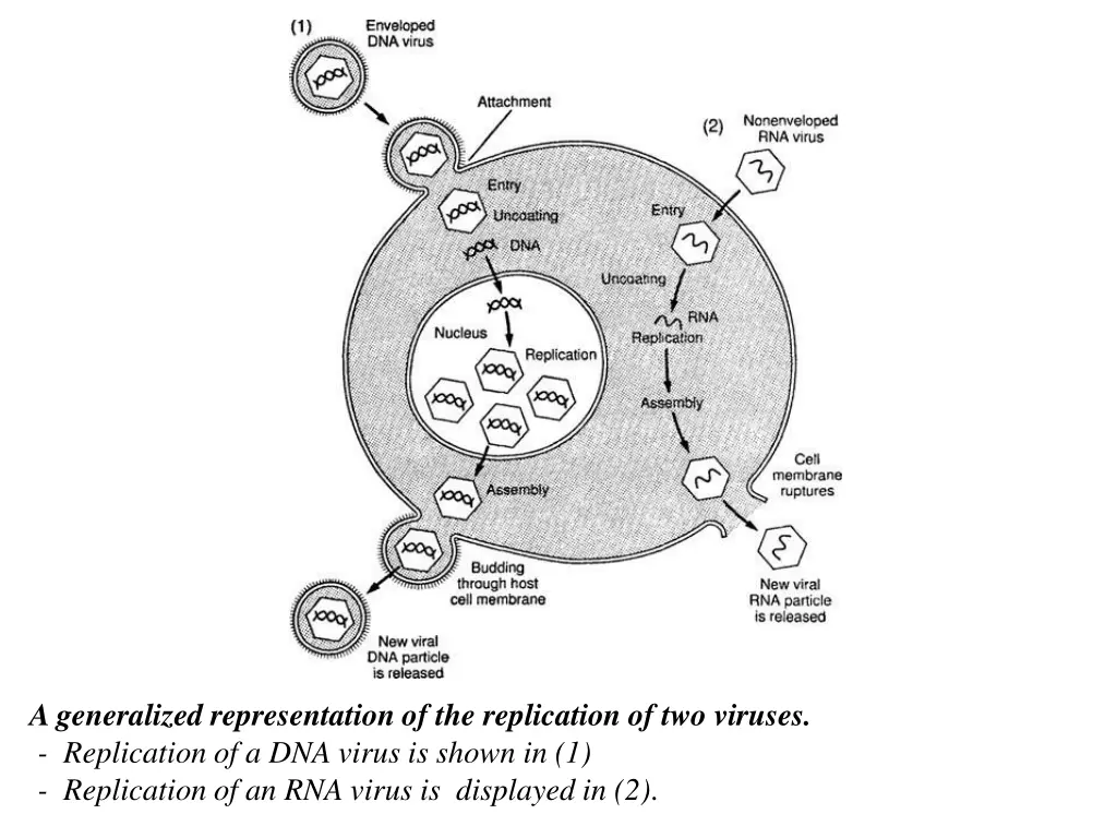 a generalized representation of the replication