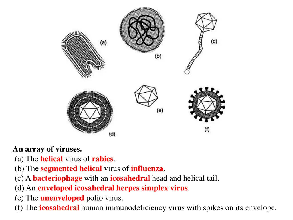 an array of viruses a the helical virus of rabies