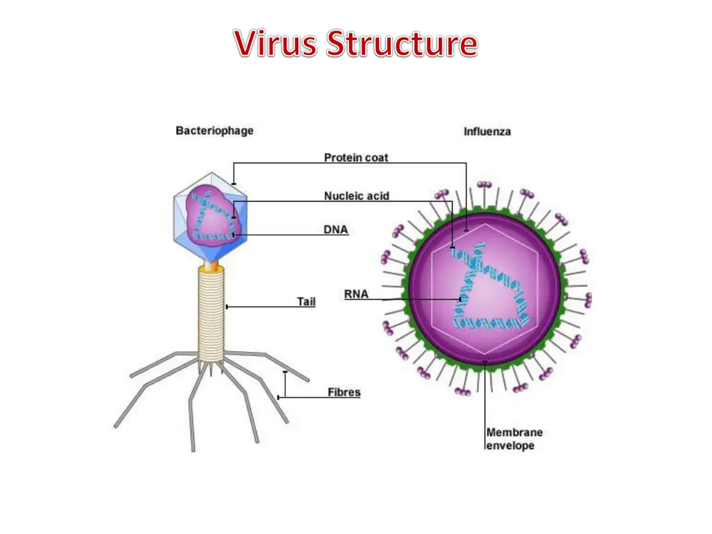 virus structure