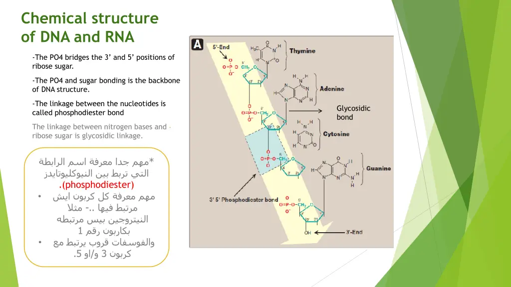 chemical structure of dna and rna