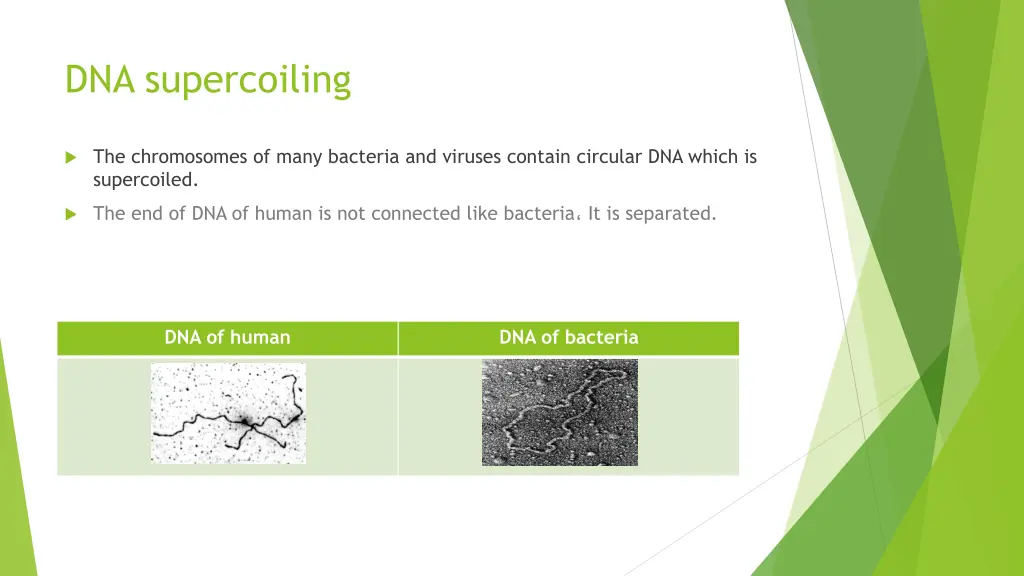 dna supercoiling