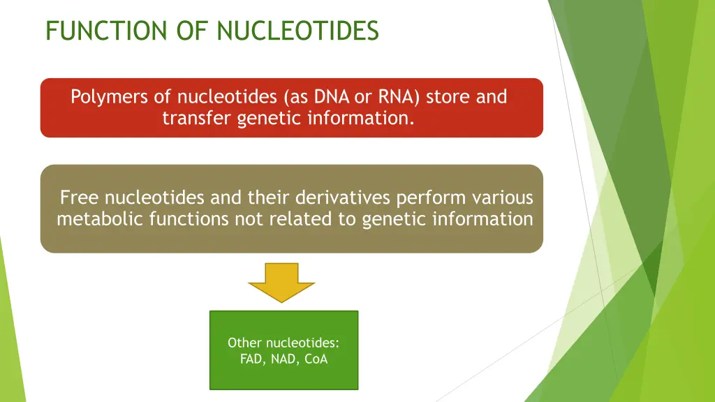 function of nucleotides