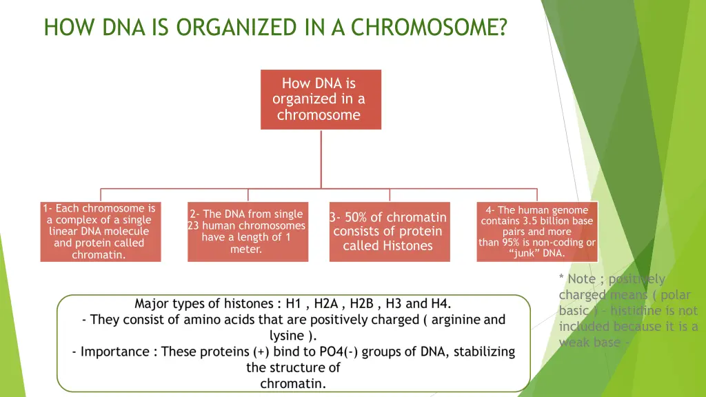 how dna is organized in a chromosome