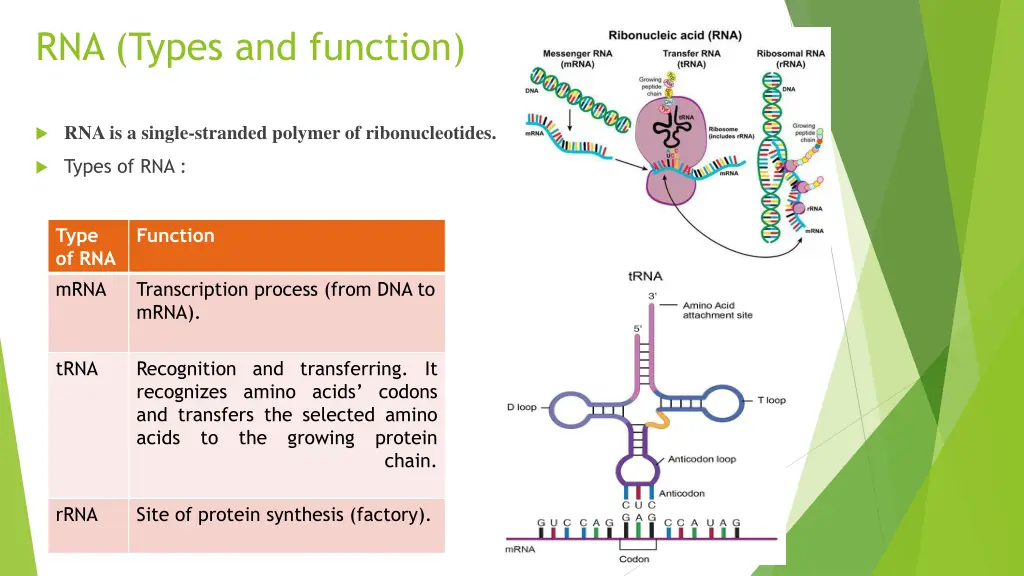 rna types and function