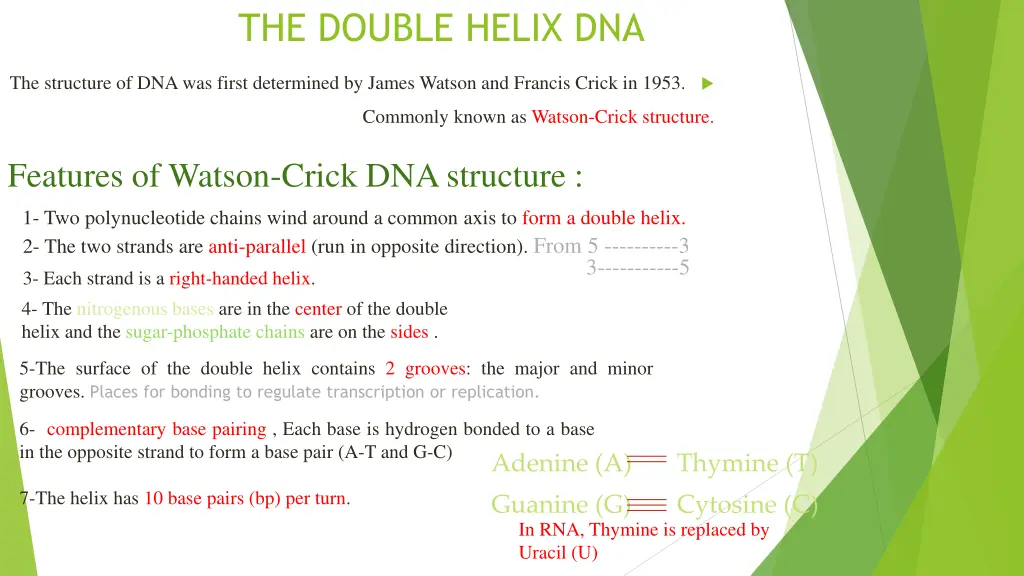 the double helix dna