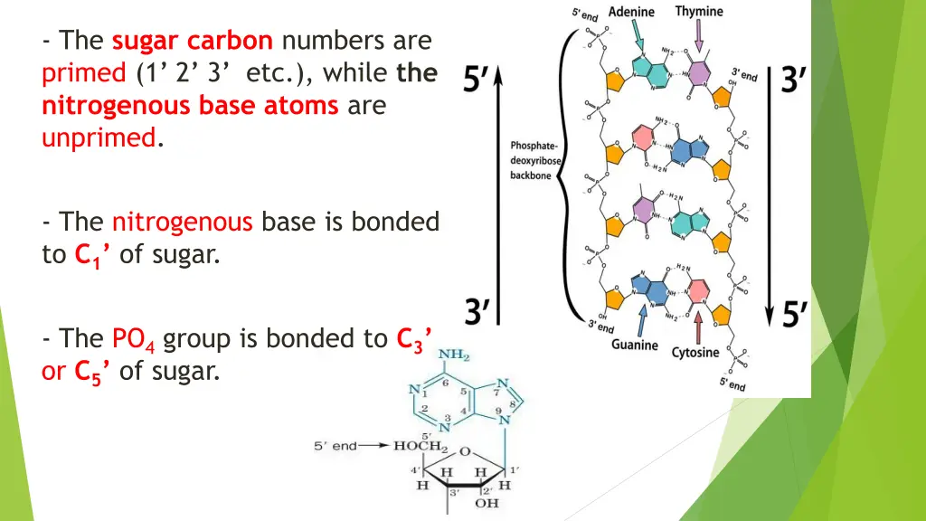 the sugar carbon numbers are primed