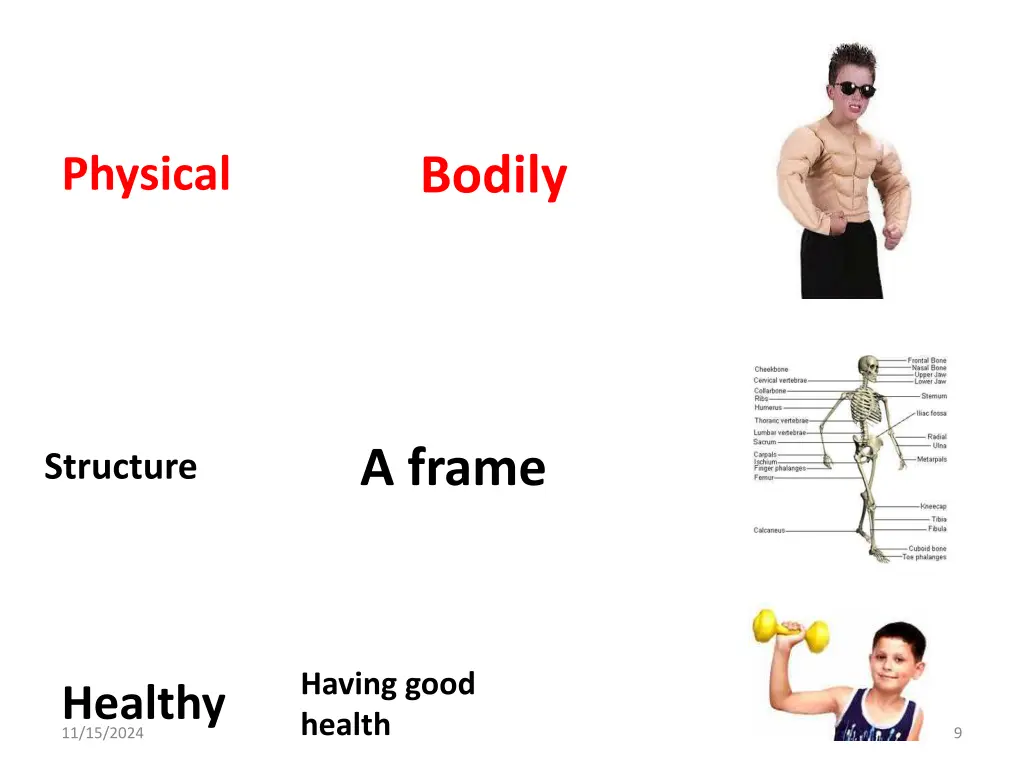 bodily