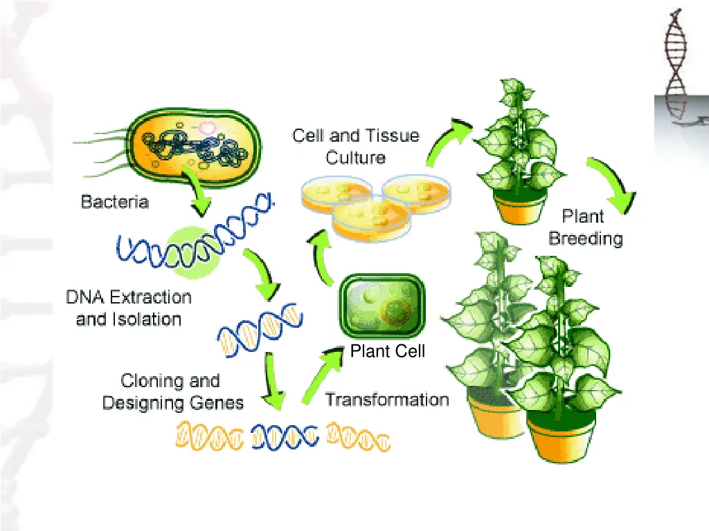 plant cell