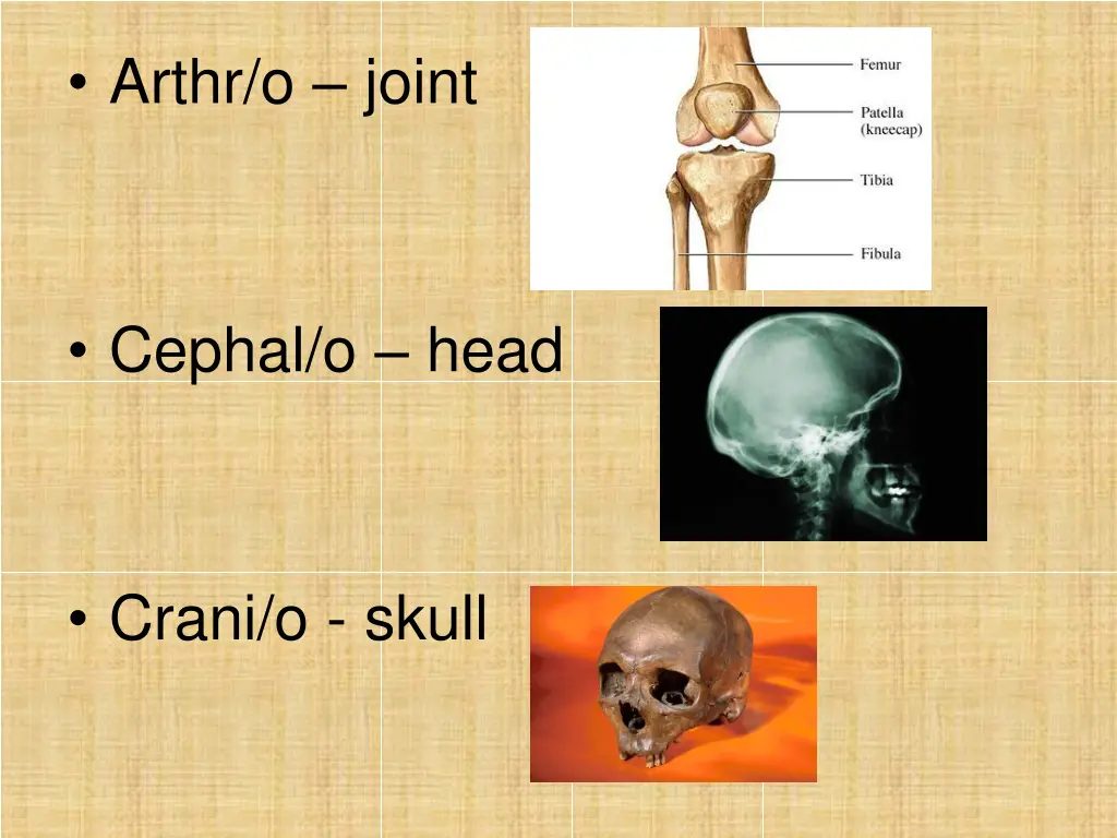 arthr o joint