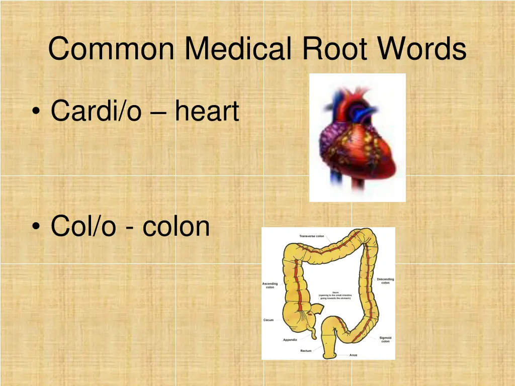 common medical root words