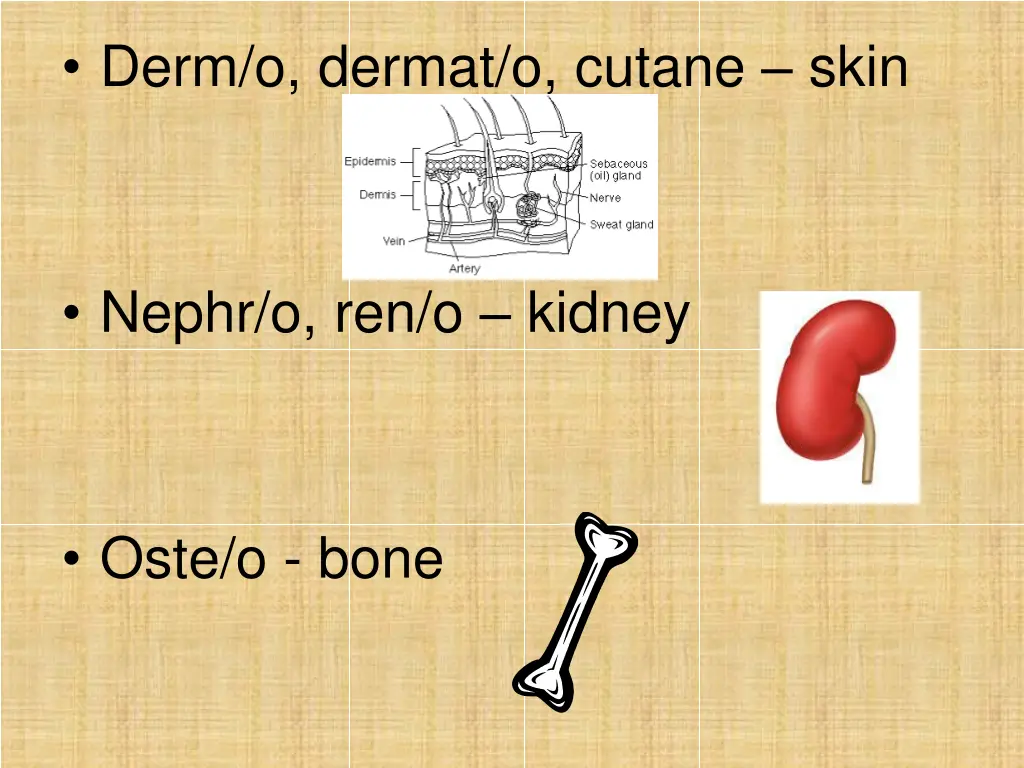 derm o dermat o cutane skin