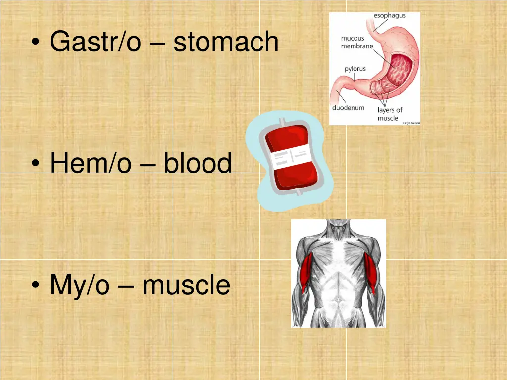 gastr o stomach