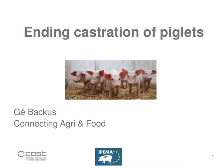 ending castration of piglets