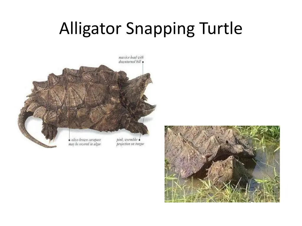 alligator snapping turtle