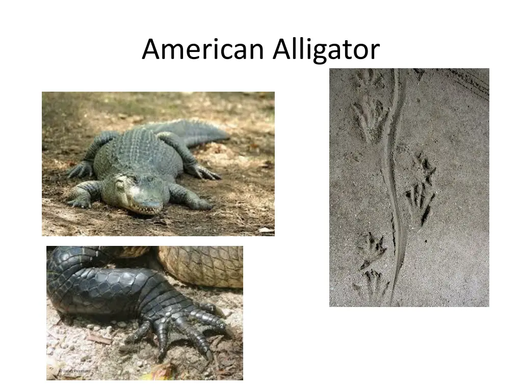 american alligator