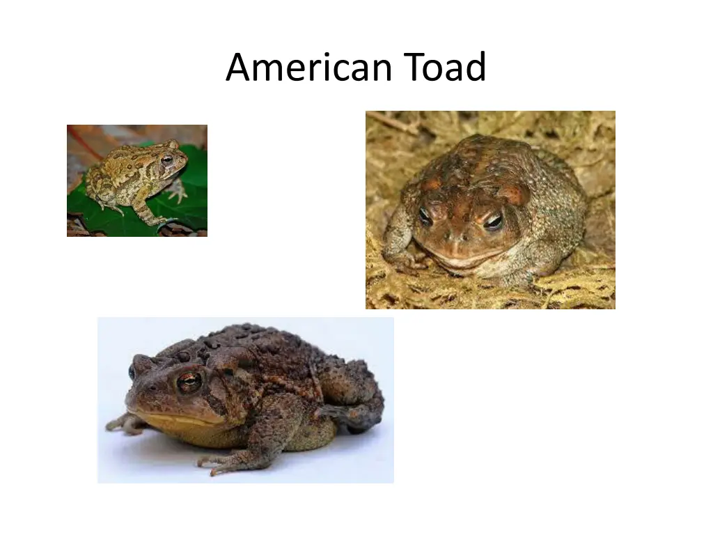 american toad