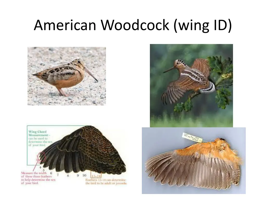 american woodcock wing id