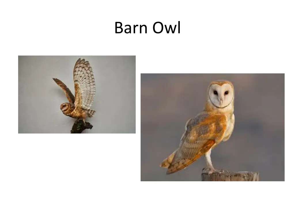 barn owl