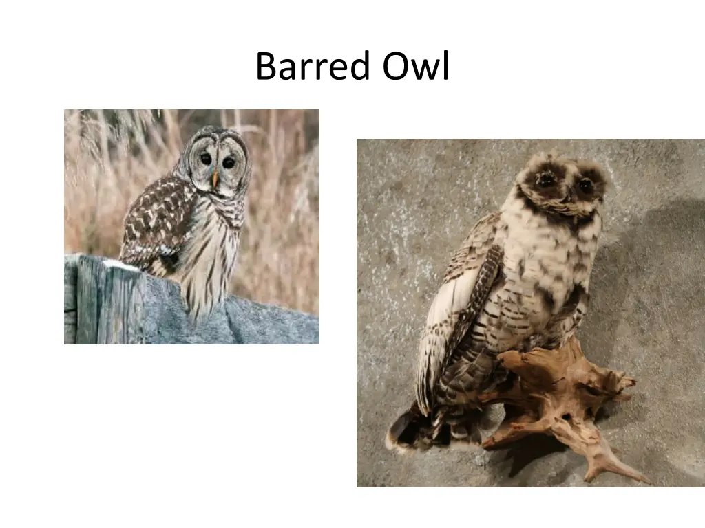 barred owl