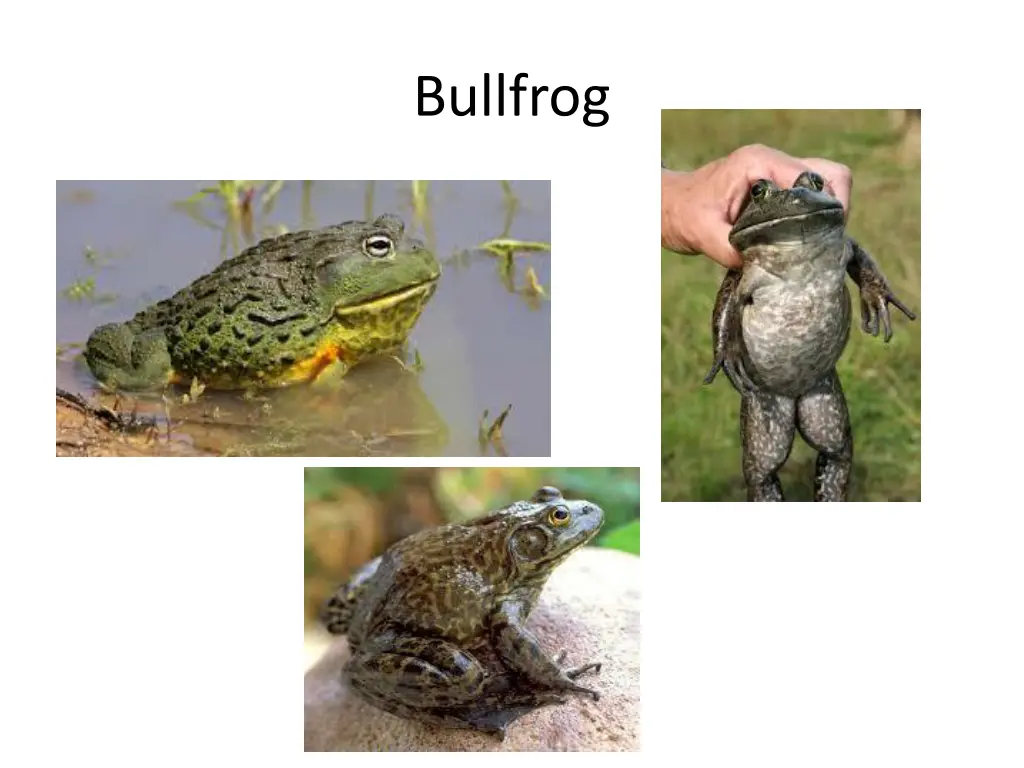 bullfrog