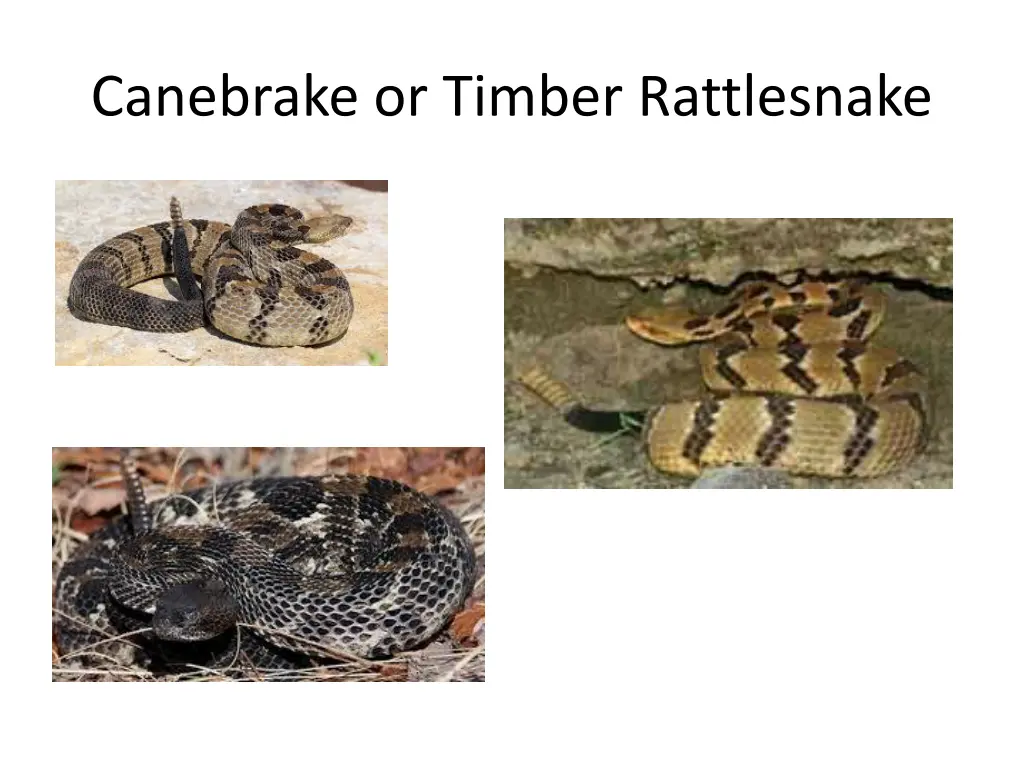 canebrake or timber rattlesnake