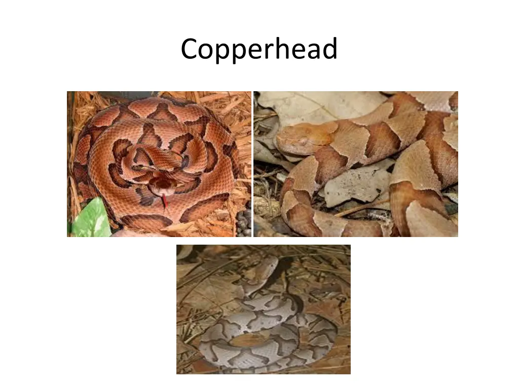 copperhead