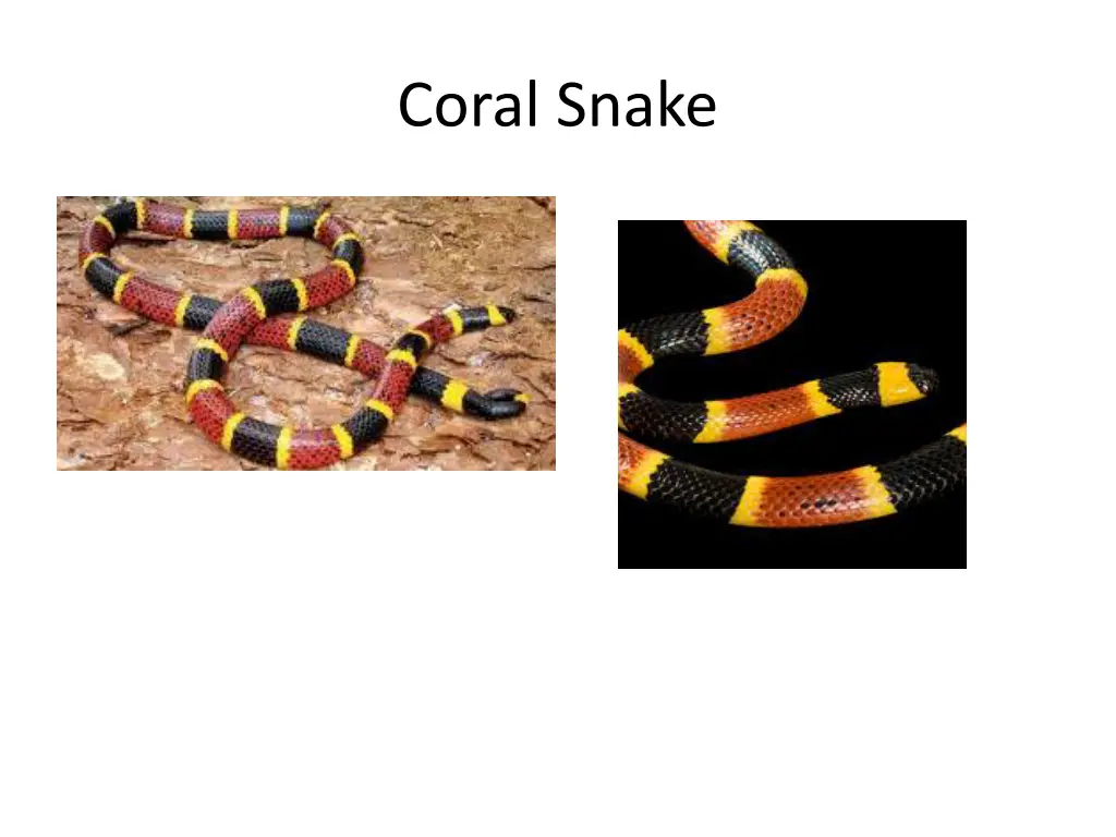 coral snake