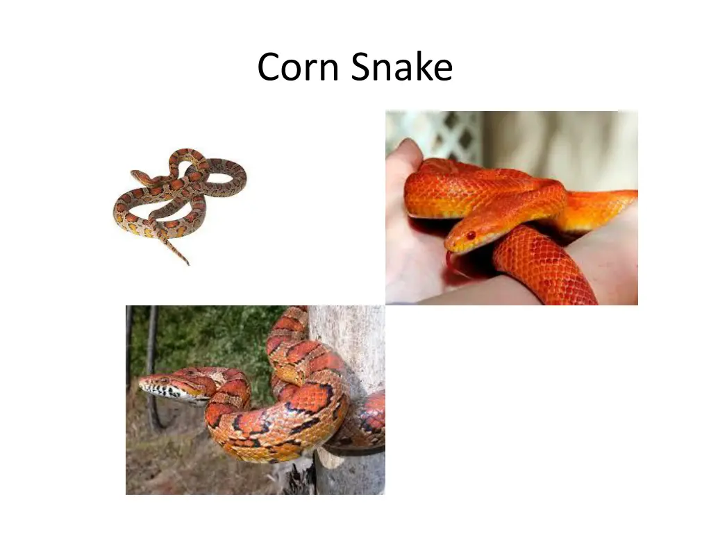 corn snake