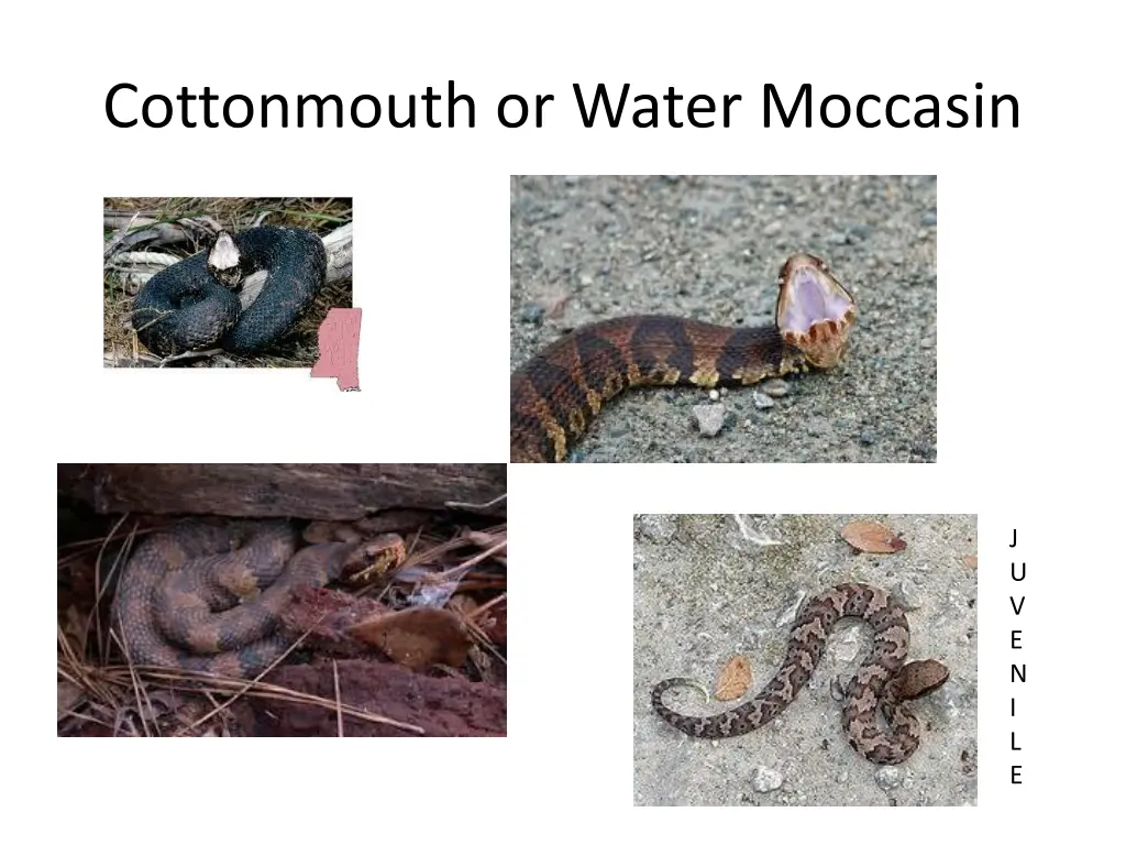 cottonmouth or water moccasin