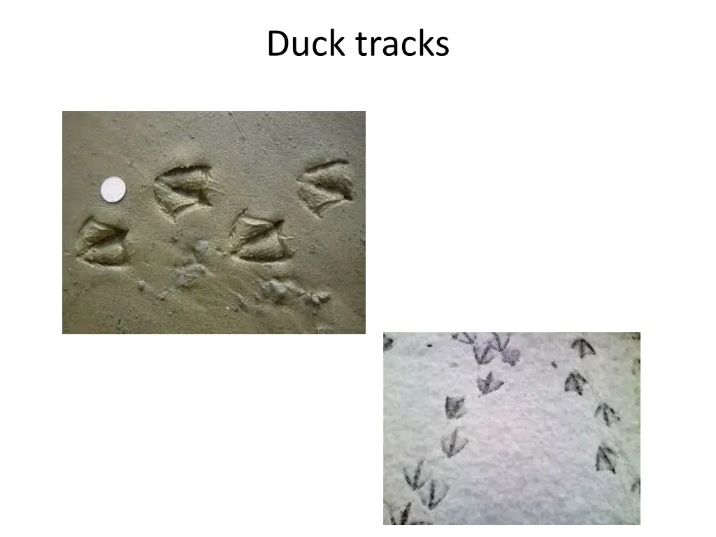 duck tracks