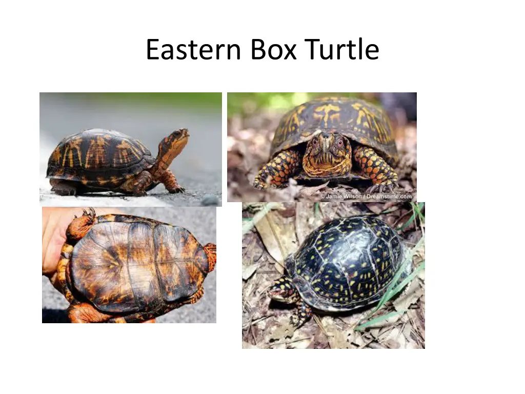 eastern box turtle