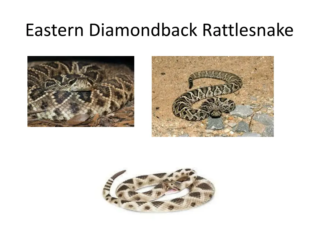 eastern diamondback rattlesnake