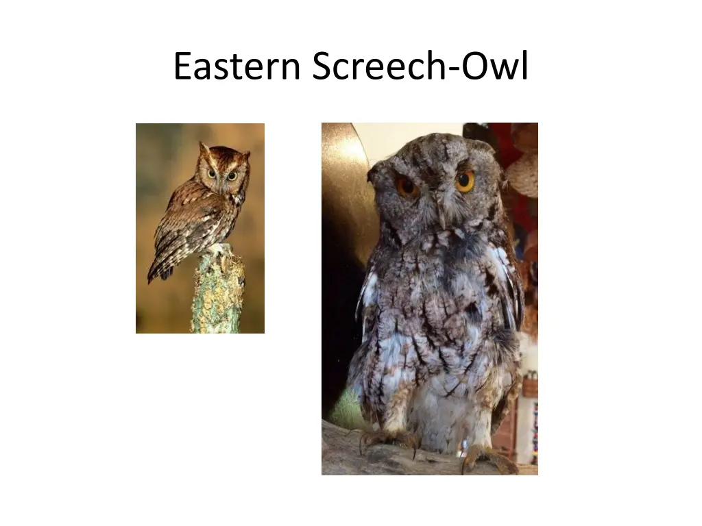 eastern screech owl