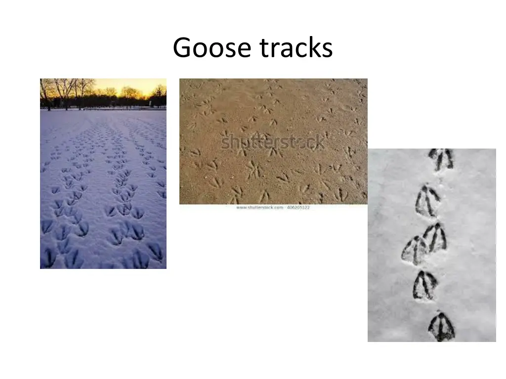 goose tracks