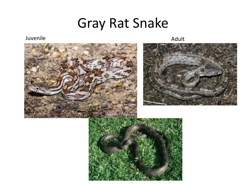 gray rat snake