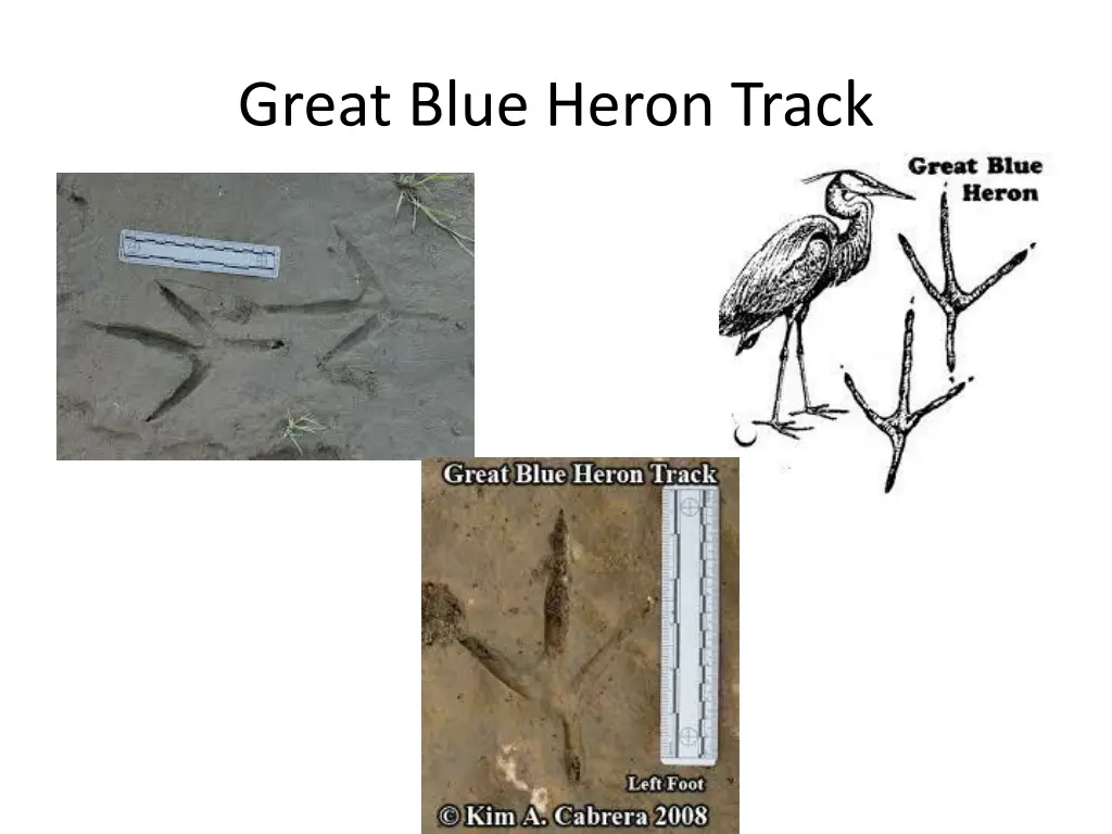 great blue heron track