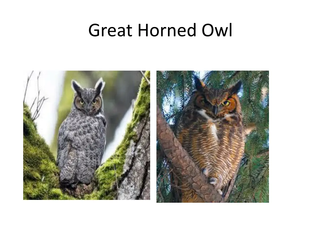 great horned owl