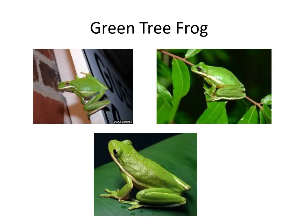 green tree frog