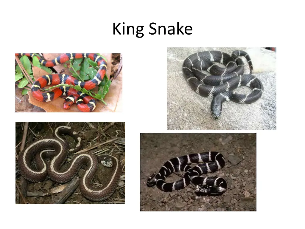 king snake