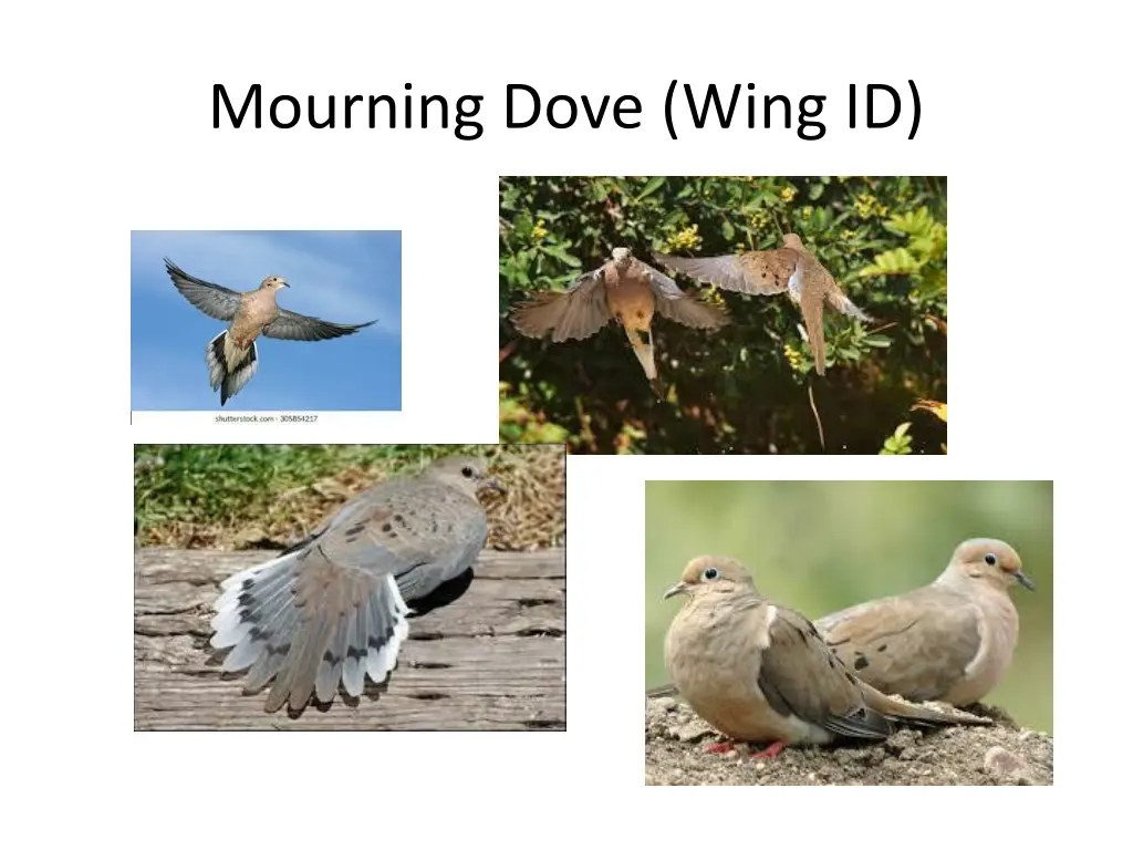 mourning dove wing id