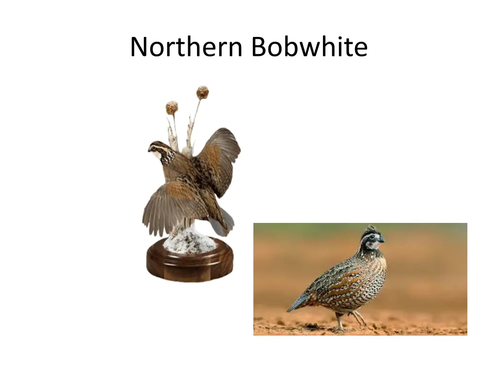 northern bobwhite